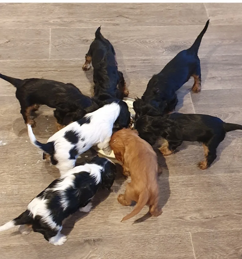 Bernerhagens kennel - Värmland pet otel