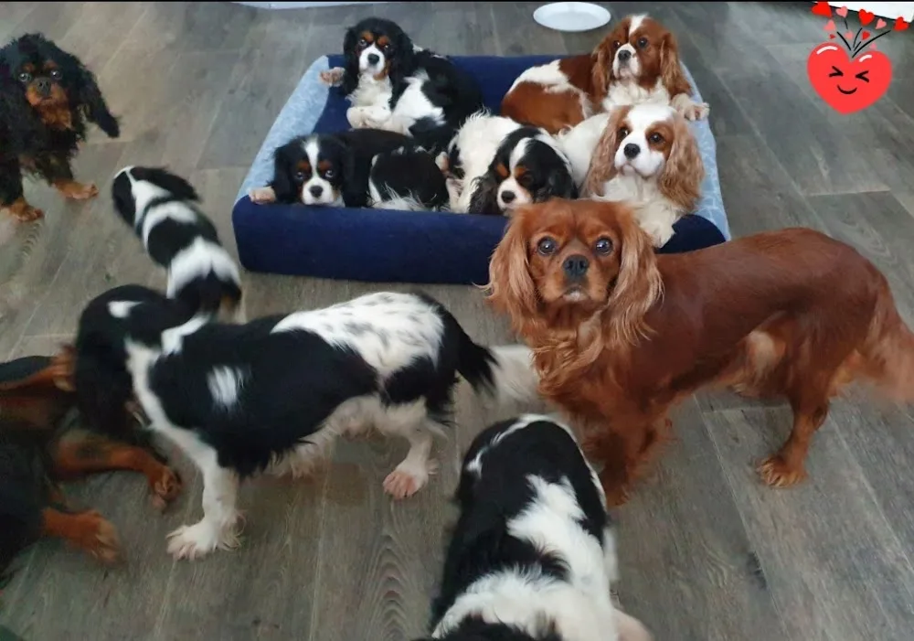 Bernerhagens kennel - Värmland pet otel görseli 3