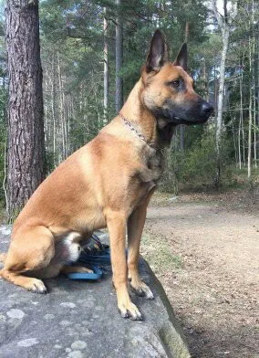 kennel Krafts - Värmland pet otel görseli 3
