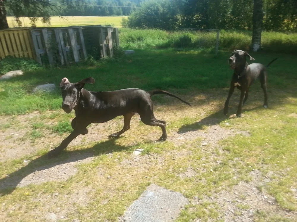 Kennel Lloyd-Willner - Värmland pet otel