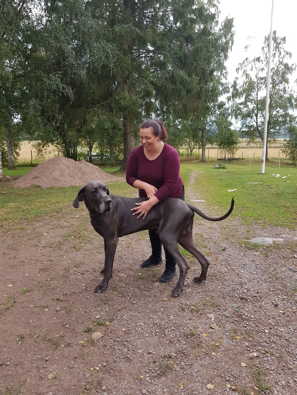 Kennel Lloyd-Willner - Värmland pet otel görseli 3