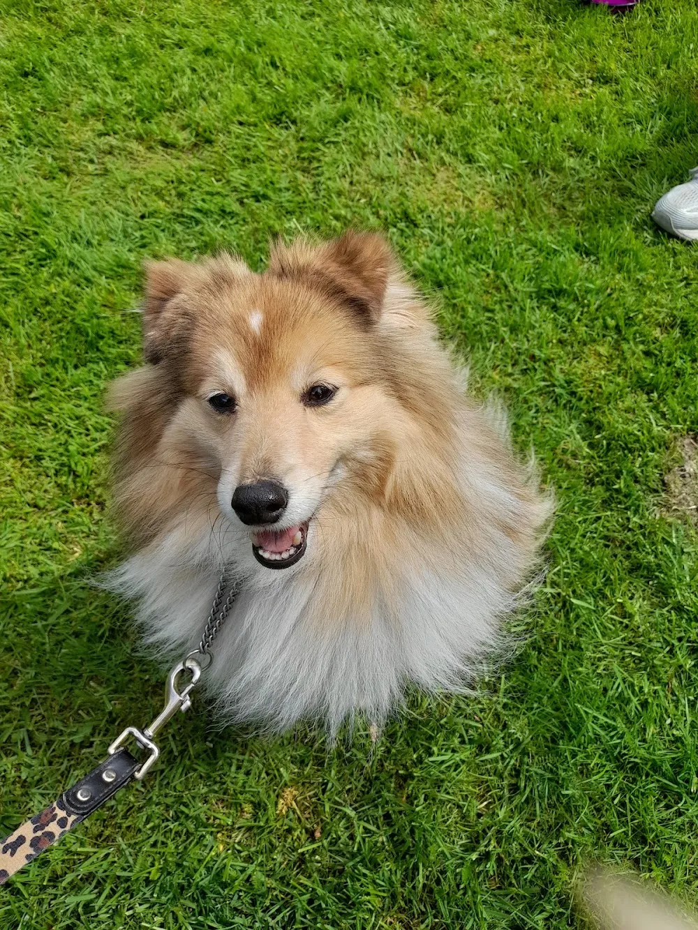 Linlands Kennel - Värmland pet otel görseli 2