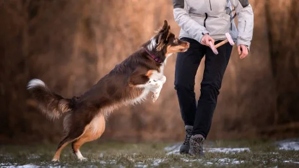 Rumpnissens kennel Instruktör Tränare & Coach - Värmland pet otel