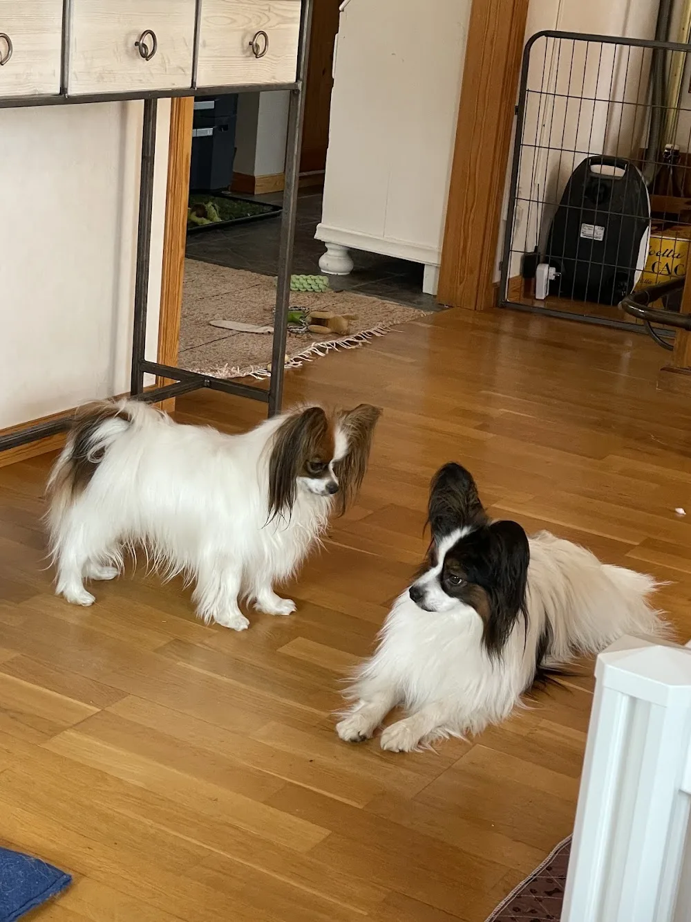 Rumpnissens kennel Instruktör Tränare & Coach - Värmland pet otel görseli 3