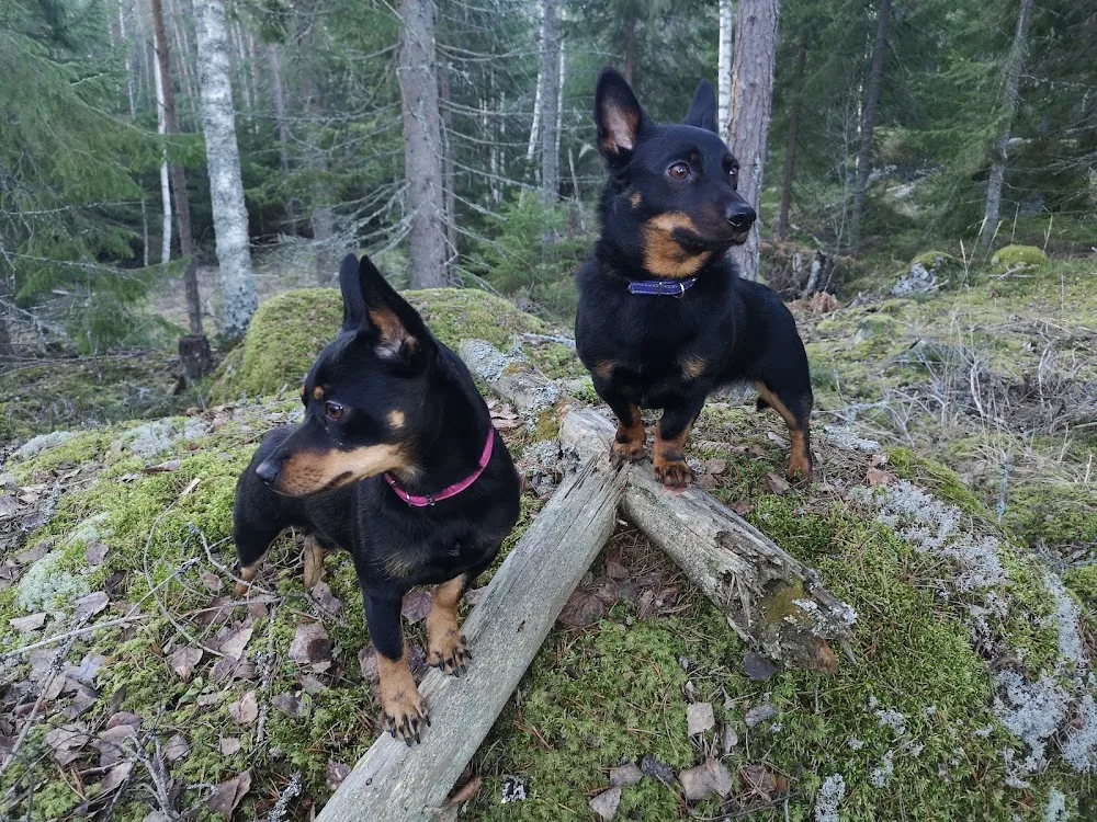 Sweet mamas kennel - Värmland pet otel görseli 3