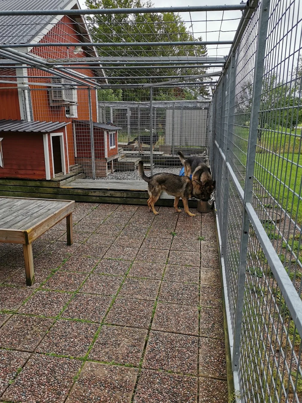 Väse Djurpensionat. Hundpensionat - Värmland pet otel
