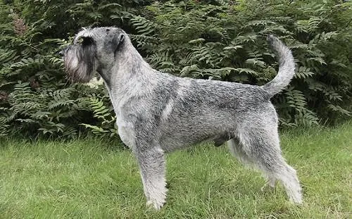 Kennel Indecerno´s - Värnamo pet otel