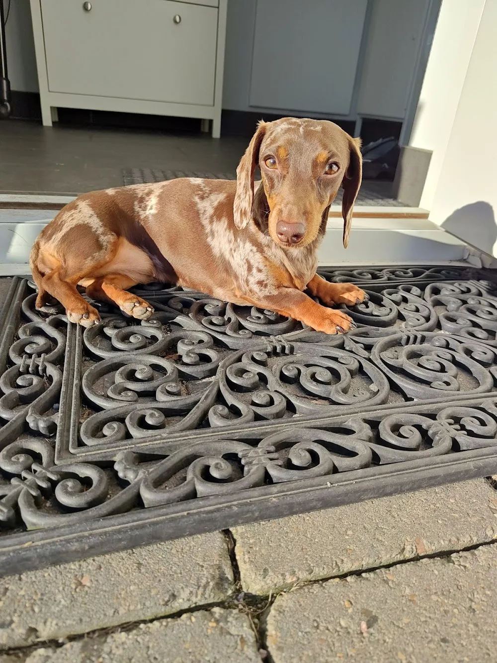Nöbbele hundpensionat I Värnamo - Värnamo pet otel görseli 3