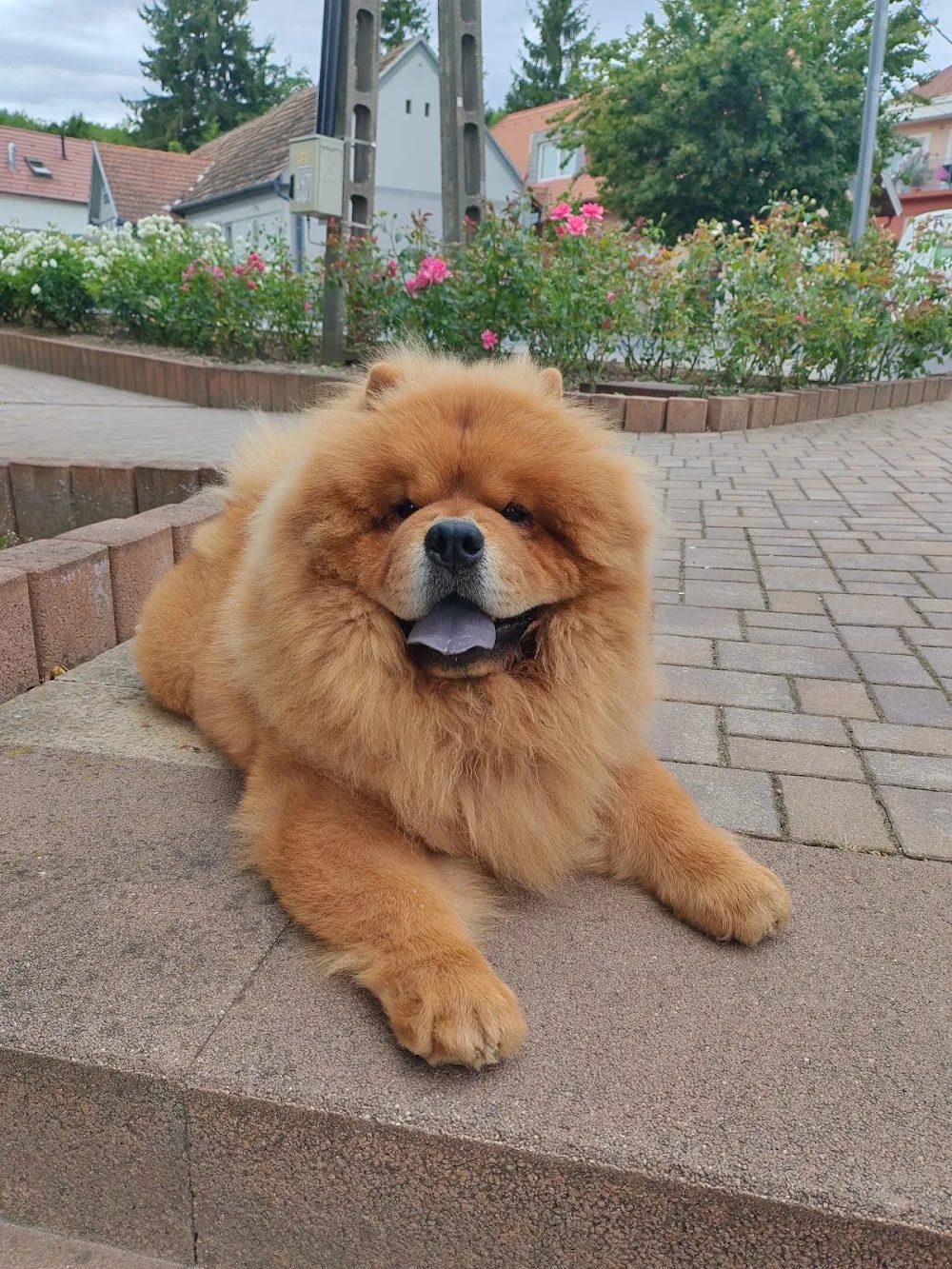 Balcsi Csau-Csau Chow-Chow Kennel - Vas County pet otel