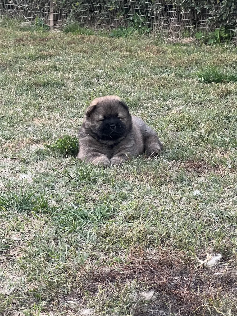 Balcsi Csau-Csau Chow-Chow Kennel - Vas County pet otel görseli 3