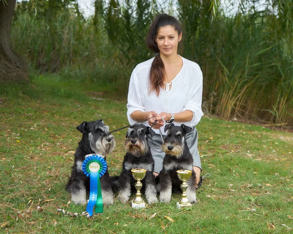 Dajana’s Pearl schnauzer kennel / amerikai parti colour schnauzer, fekete ezüst törpe schnauzer/ - Vas County pet otel
