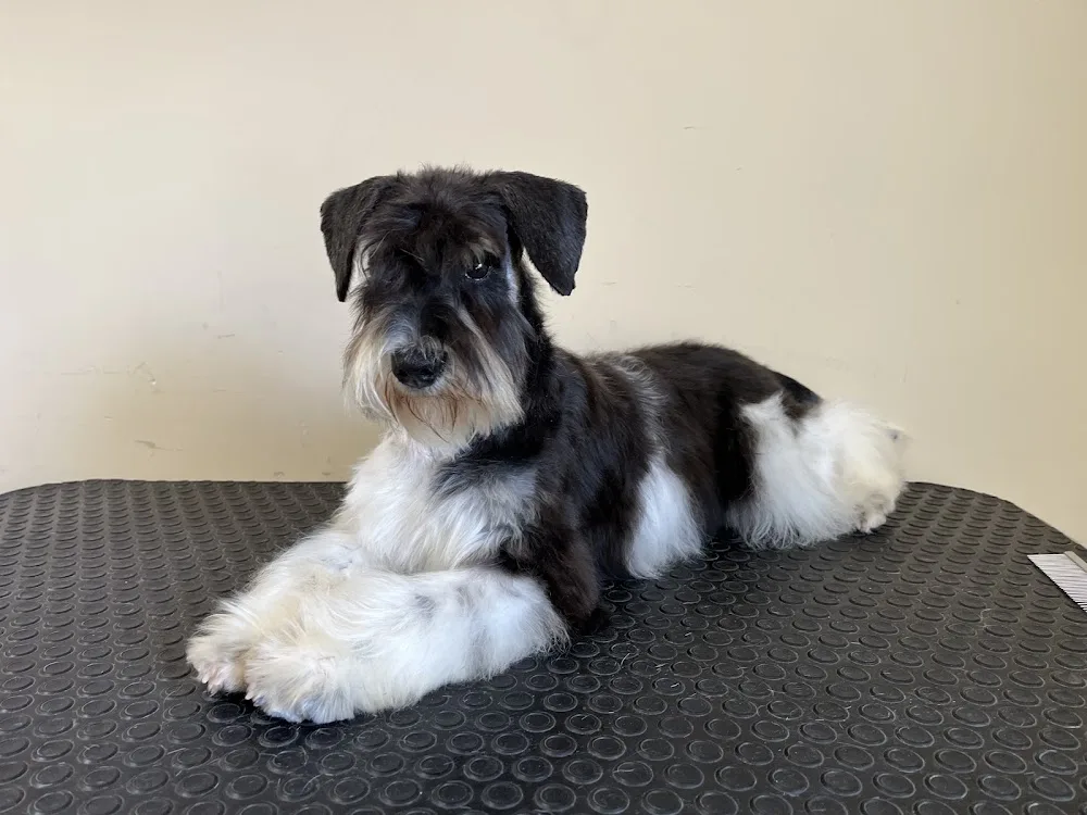 Dajana’s Pearl schnauzer kennel / amerikai parti colour schnauzer, fekete ezüst törpe schnauzer/ - Vas County pet otel görseli 3