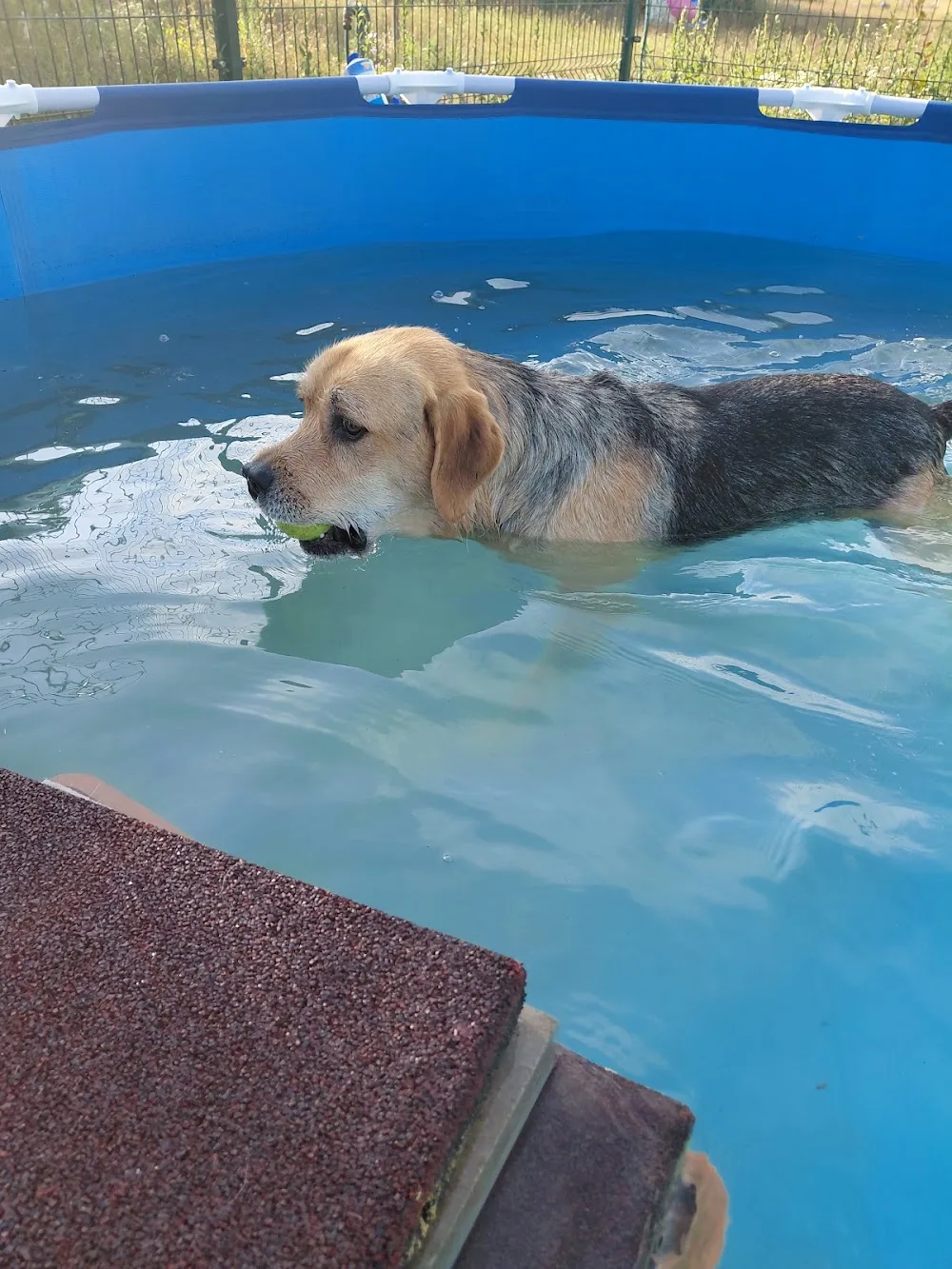 Durmi Kutyapanzió, kutyanapközi és kutyaiskola - Vas County pet otel görseli 3