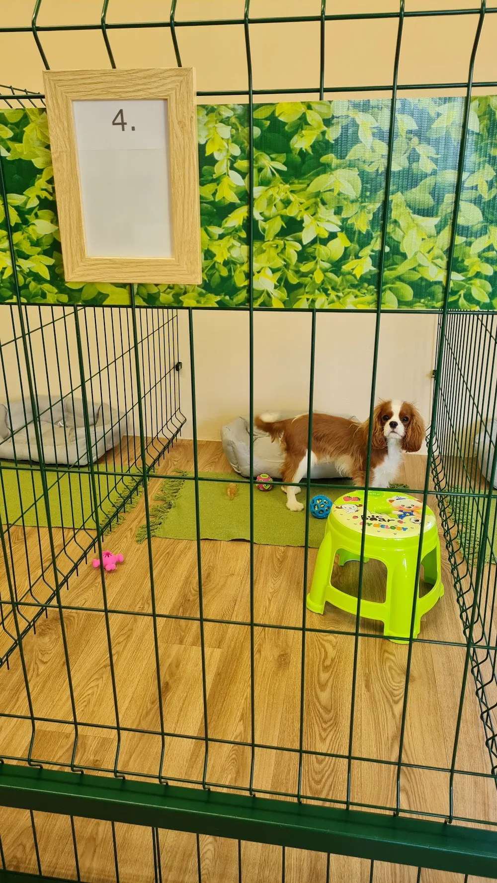 Dusty Kutyapanzió és Napközi I Pasji Penzion l Hundepension - Vas County pet otel görseli 3