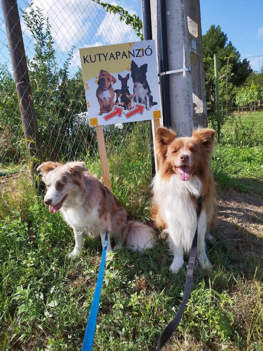 Fidó Kutyapanzió - Vas County pet otel