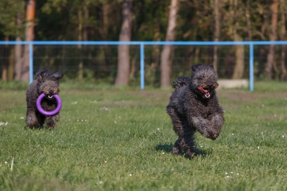 Gyöngyösparti-Szeles Kennel - Vas County pet otel