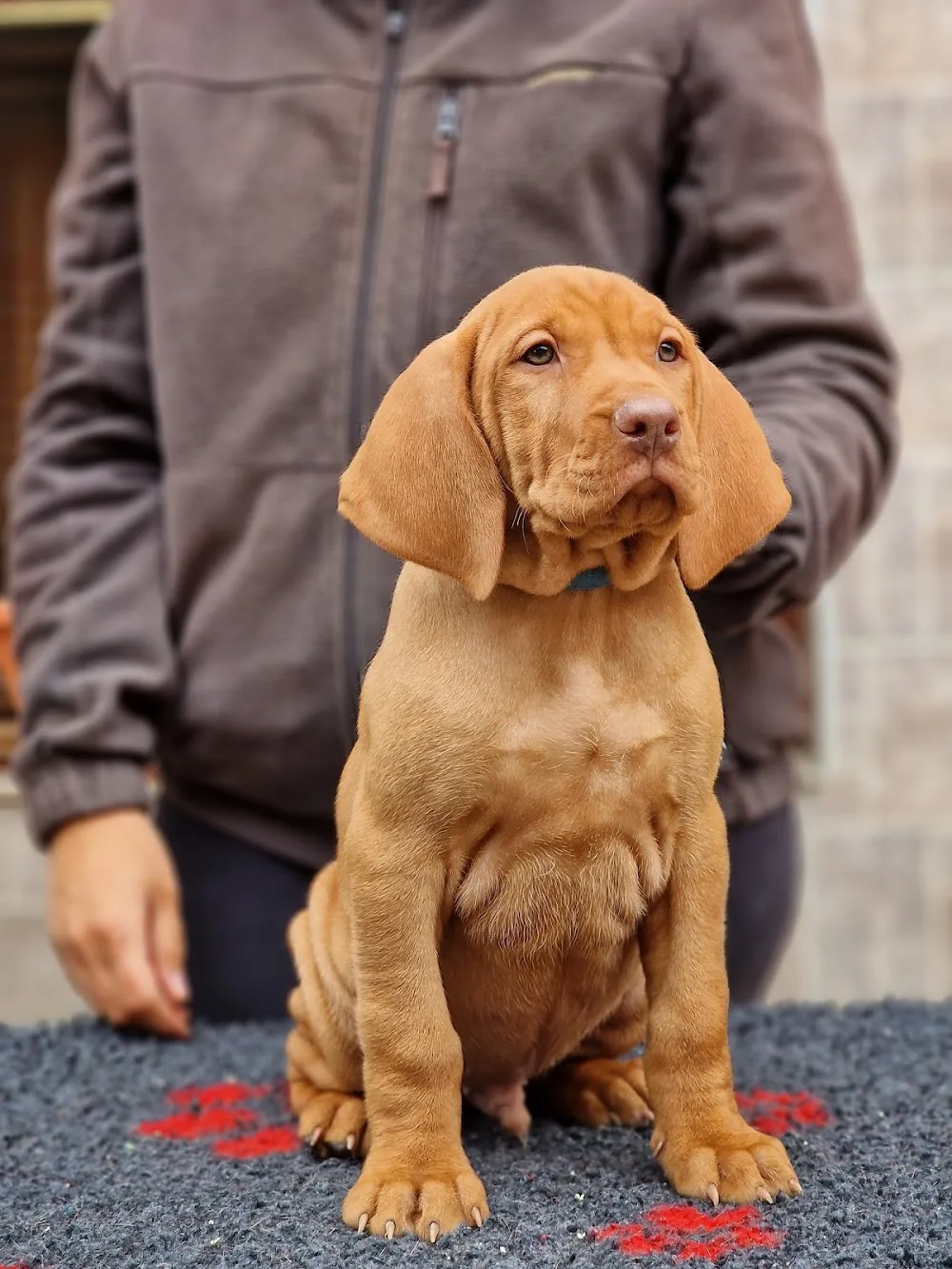Gyurkóvári Magyar Vizsla Kennel - Vas County pet otel görseli 2