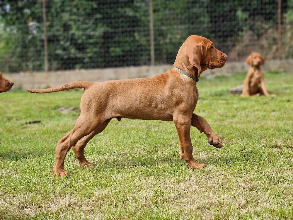 Gyurkóvári Magyar Vizsla Kennel - Vas County pet otel görseli 3