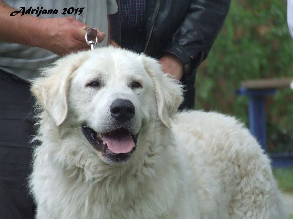 Halasi-Pásztor Kuvasz Kennel - Vas County pet otel görseli 2