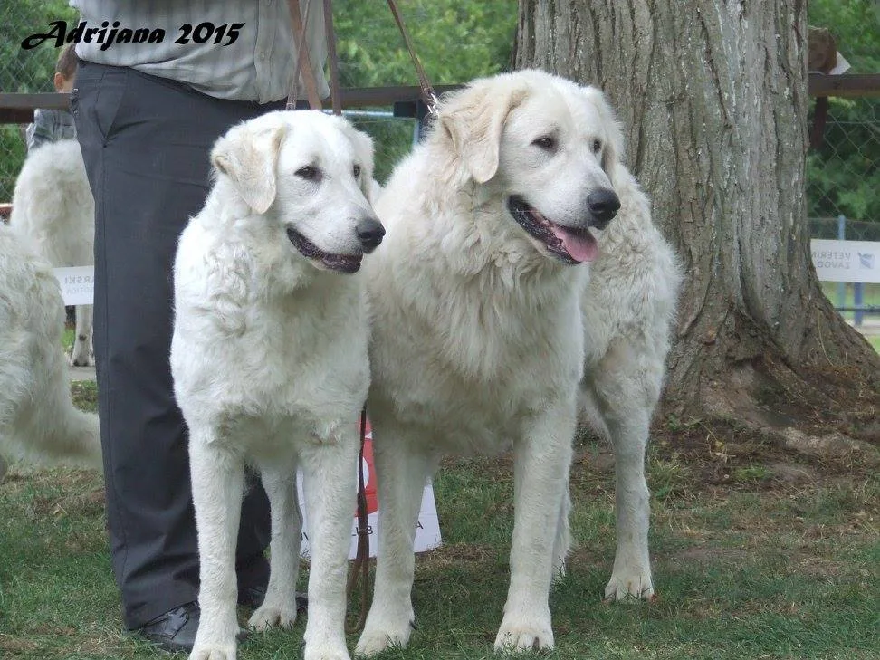 Halasi-Pásztor Kuvasz Kennel - Vas County pet otel görseli 3