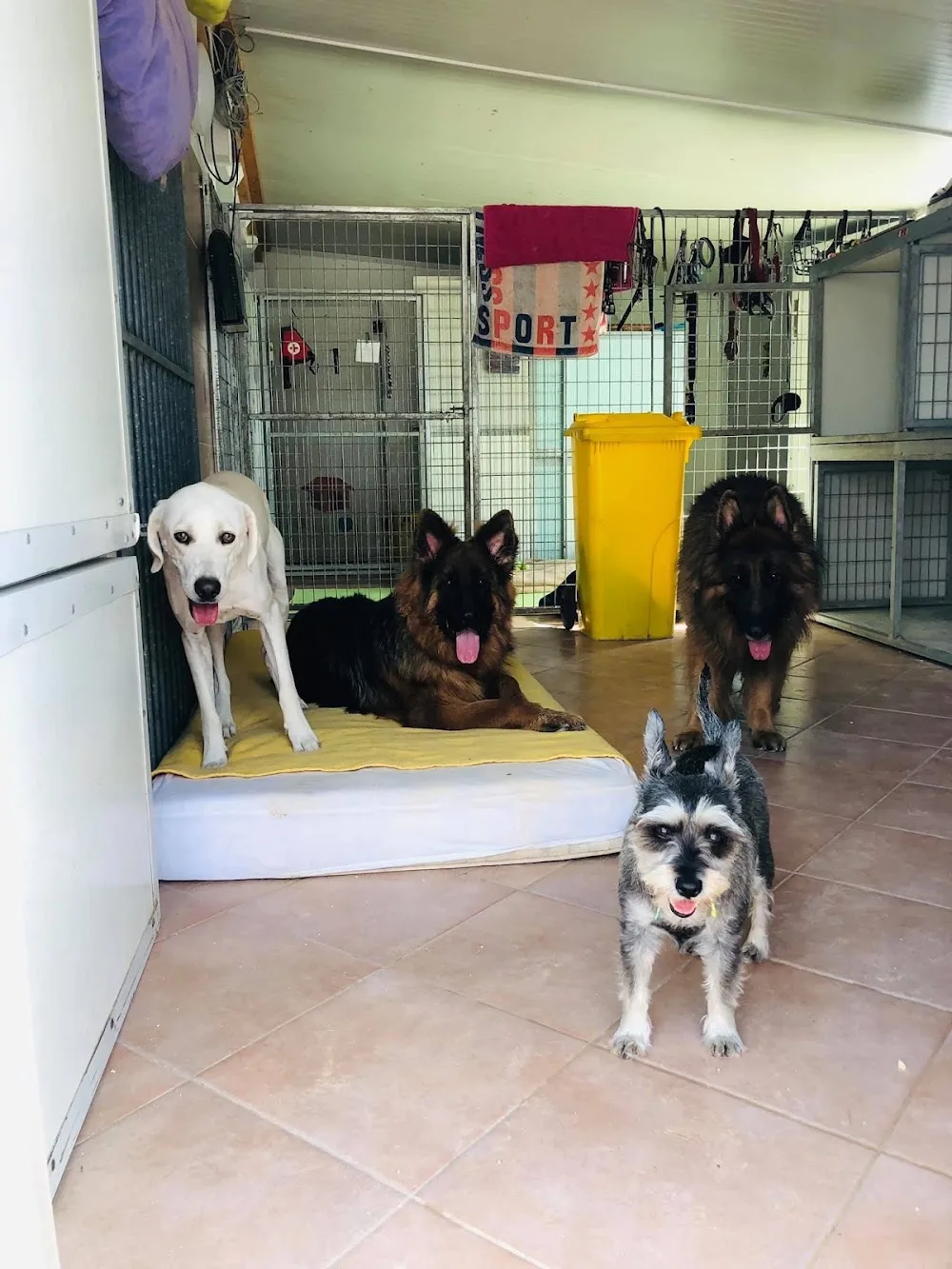 Katandog Park - Vas County pet otel