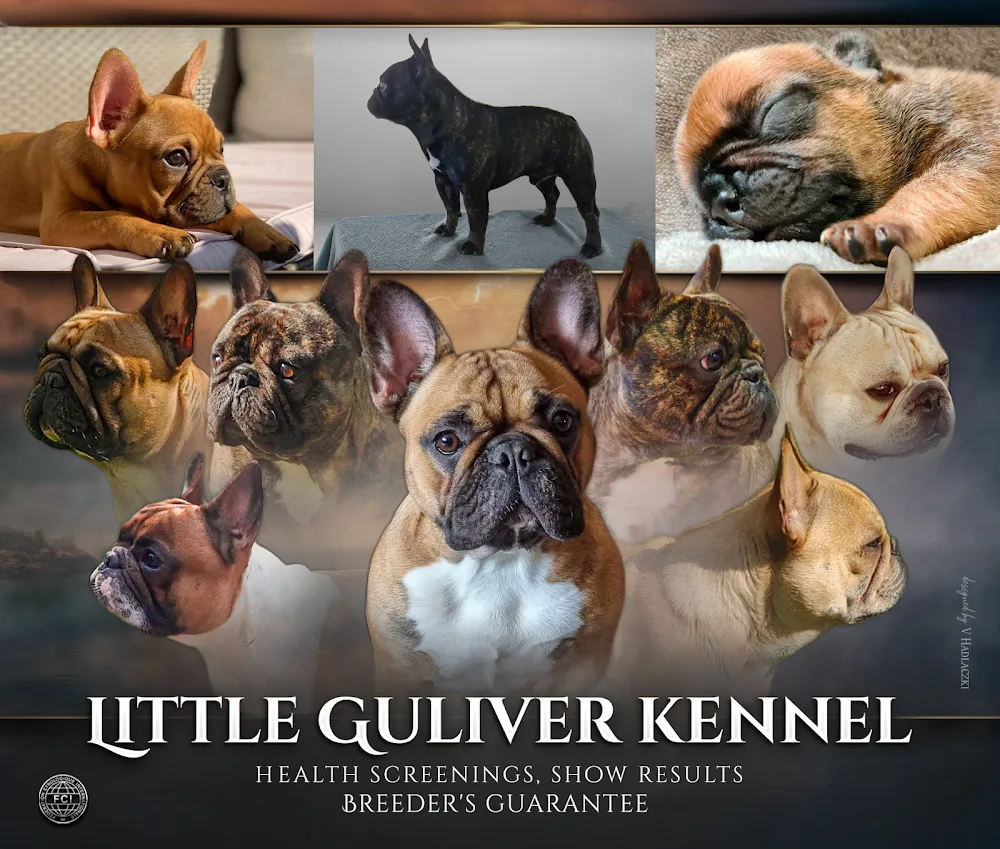 Little Guliver Kennel - Vas County pet otel