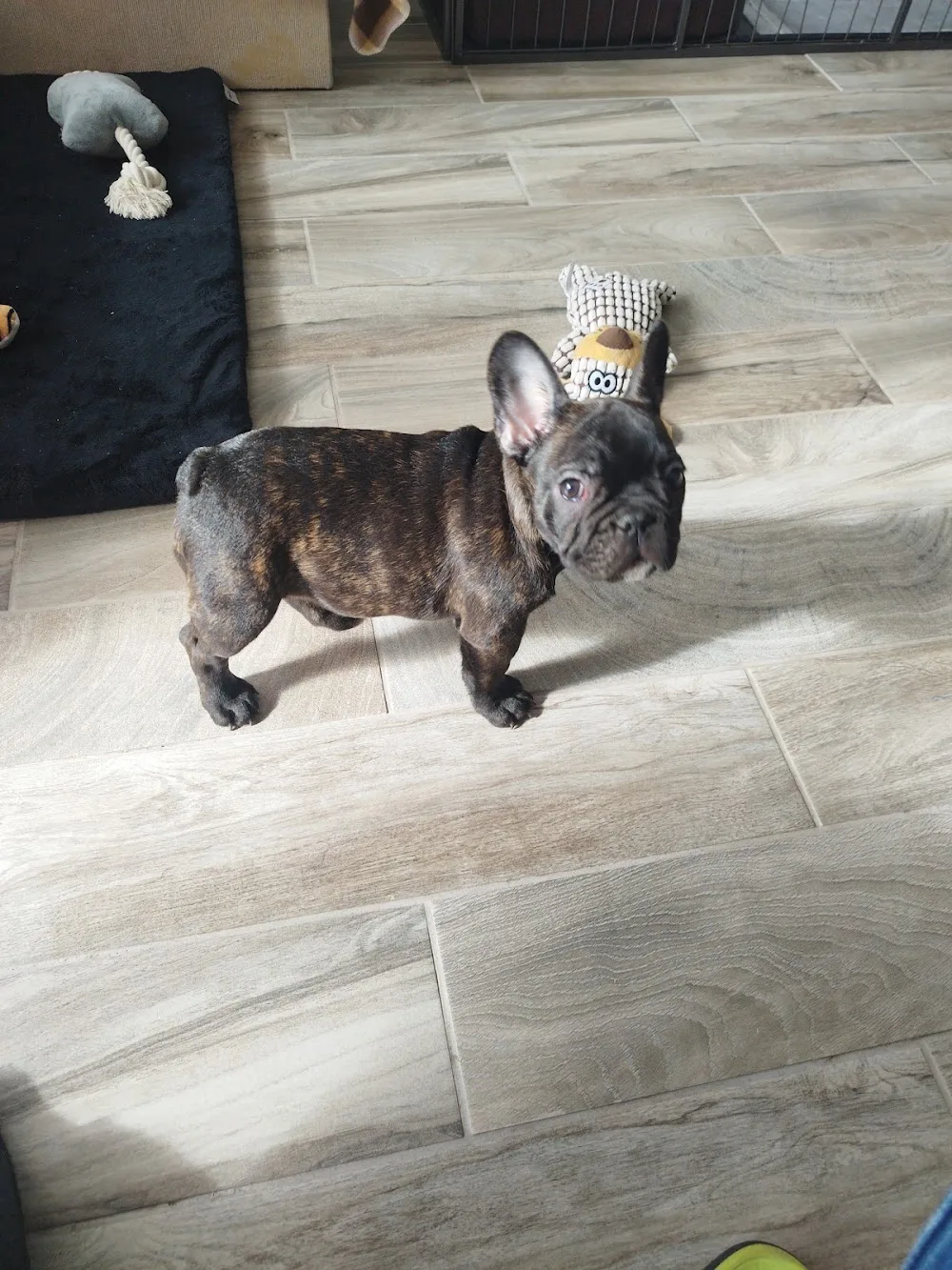 Little Guliver Kennel - Vas County pet otel görseli 7