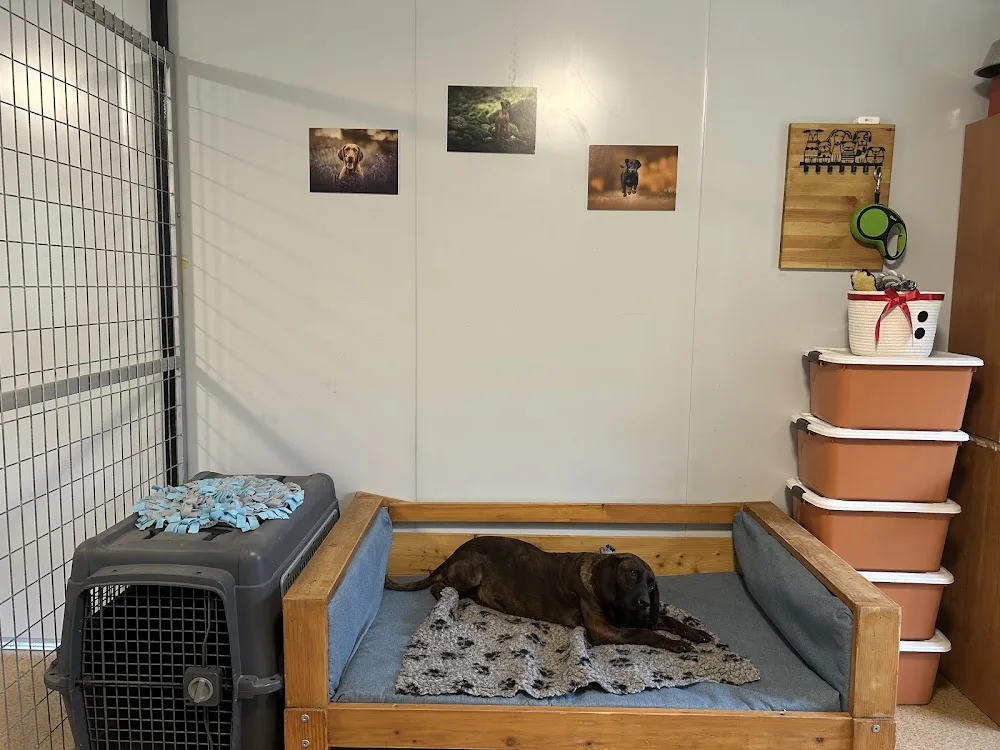 Pagony Kutyabirodalom - Vas County pet otel