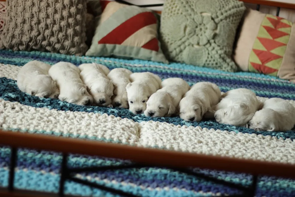Pearl of Golden-Hill Golden Retriever Kennel - Vas County pet otel görseli 2