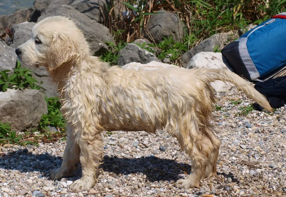 Pearl of Golden-Hill Golden Retriever Kennel - Vas County pet otel görseli 3