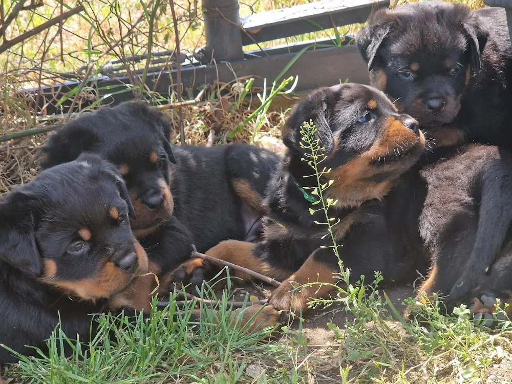 Schwarzernacht Rottweiler kennel - Vas County pet otel
