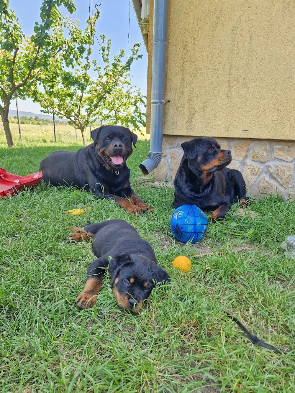 Schwarzernacht Rottweiler kennel - Vas County pet otel görseli 3