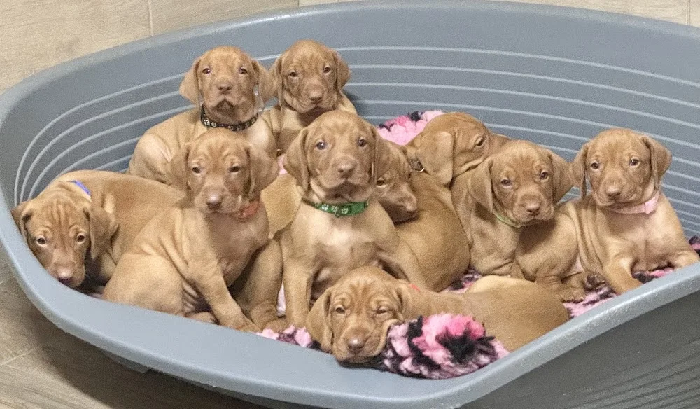 Somlóhegyi Kennel - Vas County pet otel görseli 3