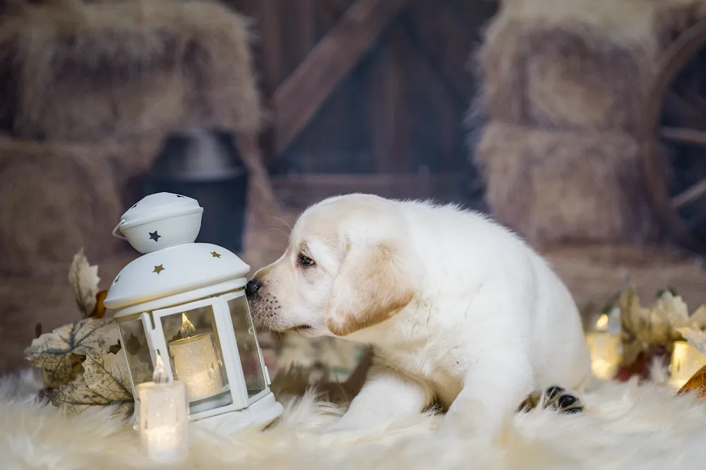Splendid Spirit Labrador Retriever Kennel - Vas County pet otel