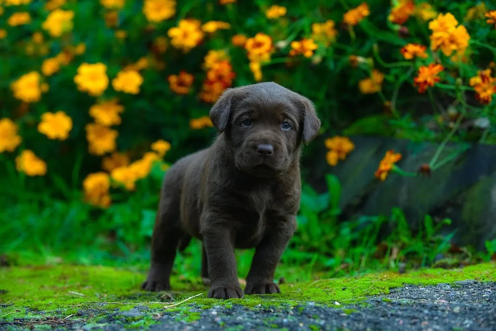 Splendid Spirit Labrador Retriever Kennel - Vas County pet otel görseli 3