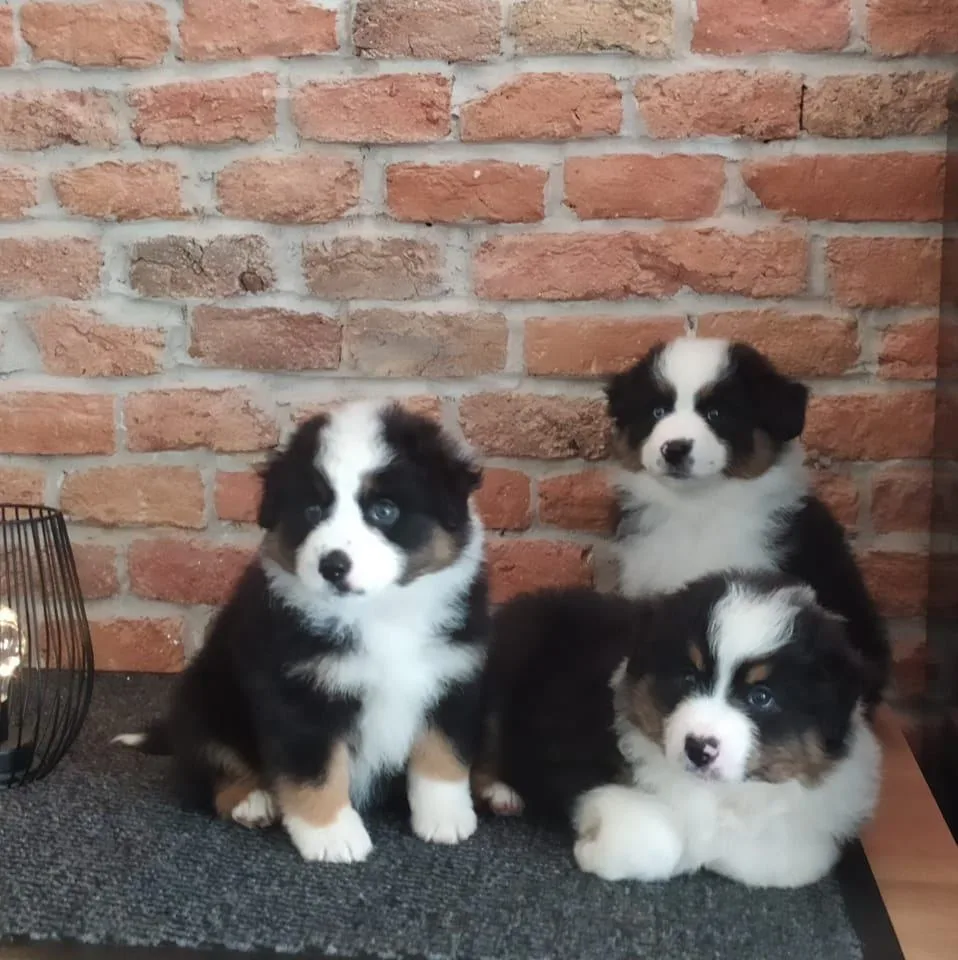 St.Groth Mini Amerikai Juhász Kennel - Vas County pet otel görseli 3