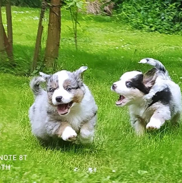 St.Groth Mini Amerikai Juhász Kennel - Vas County pet otel görseli 4