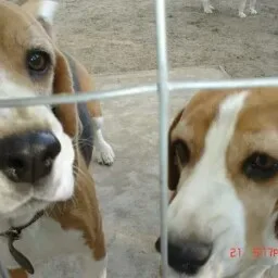 Szent Főnix-bergi mopsz kennel - Vas County pet otel görseli 5
