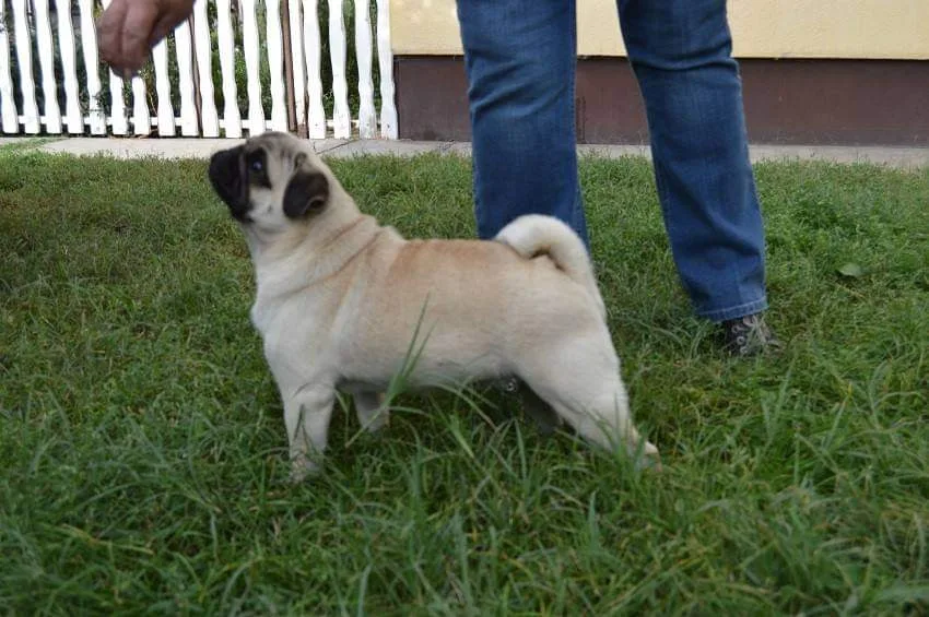 Szent Főnix-bergi mopsz kennel - Vas County pet otel görseli 7
