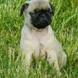 Szent Főnix-bergi mopsz kennel - Vas County pet otel görseli 8