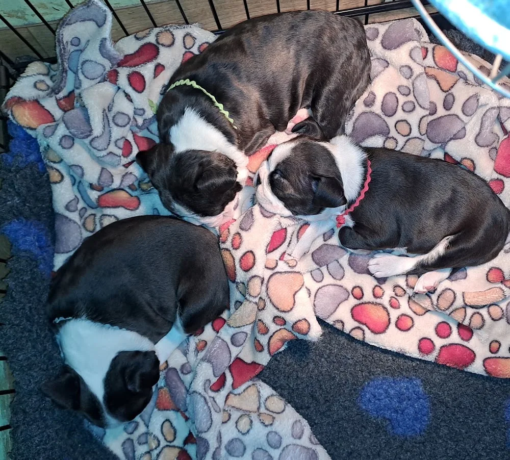 The Best Kennel - Vas County pet otel görseli 7