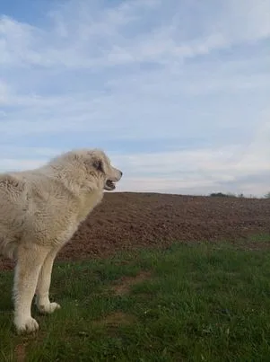 Vashegyi Éber Kuvasz Kennel - Vas County pet otel görseli 2