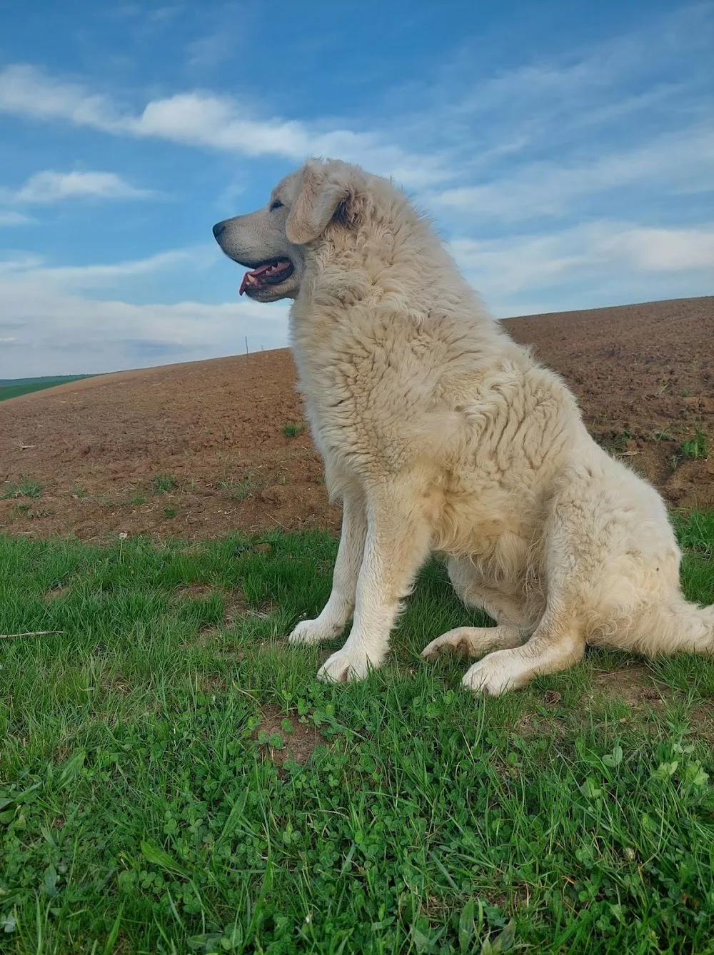 Vashegyi Éber Kuvasz Kennel - Vas County pet otel görseli 3