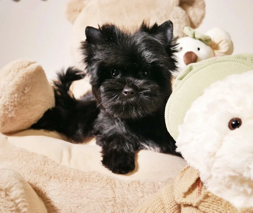 Yorkshire Terrier Kennel - Magic Little Foot - Vas County pet otel