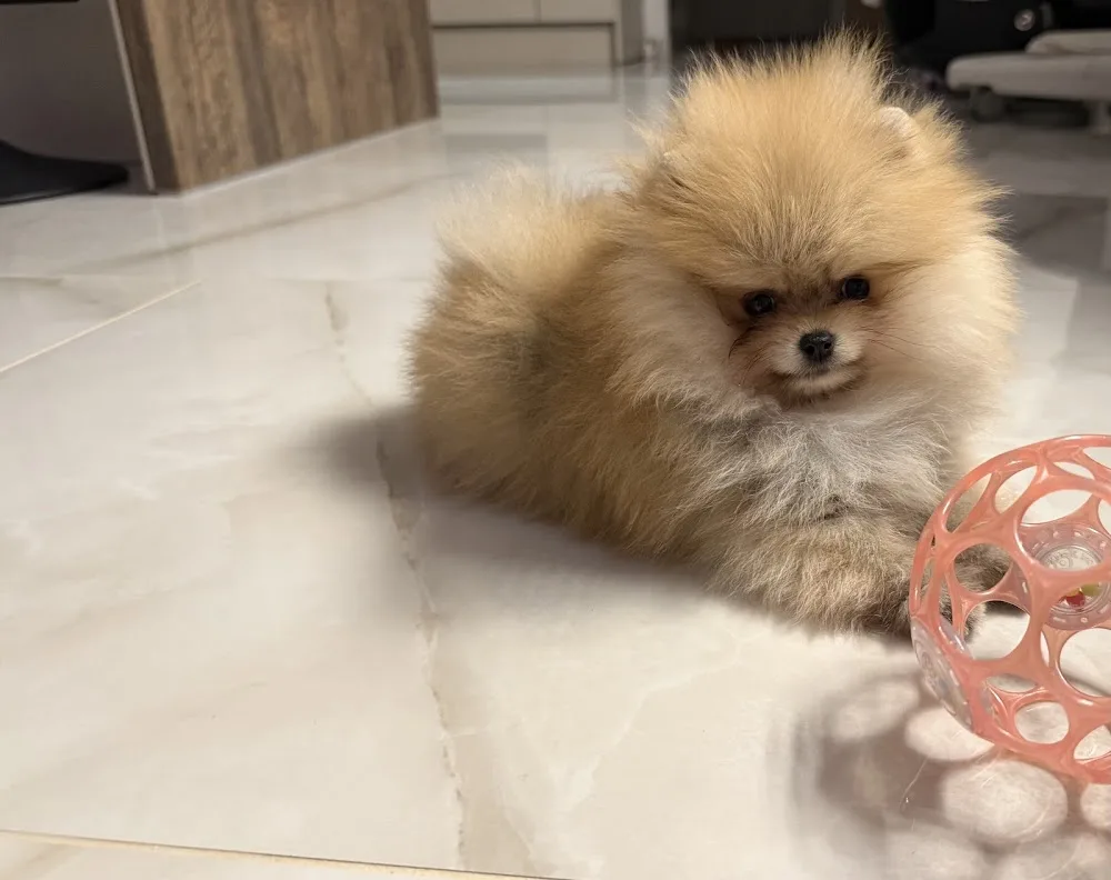 Yorkshire Terrier Kennel - Magic Little Foot - Vas County pet otel görseli 3