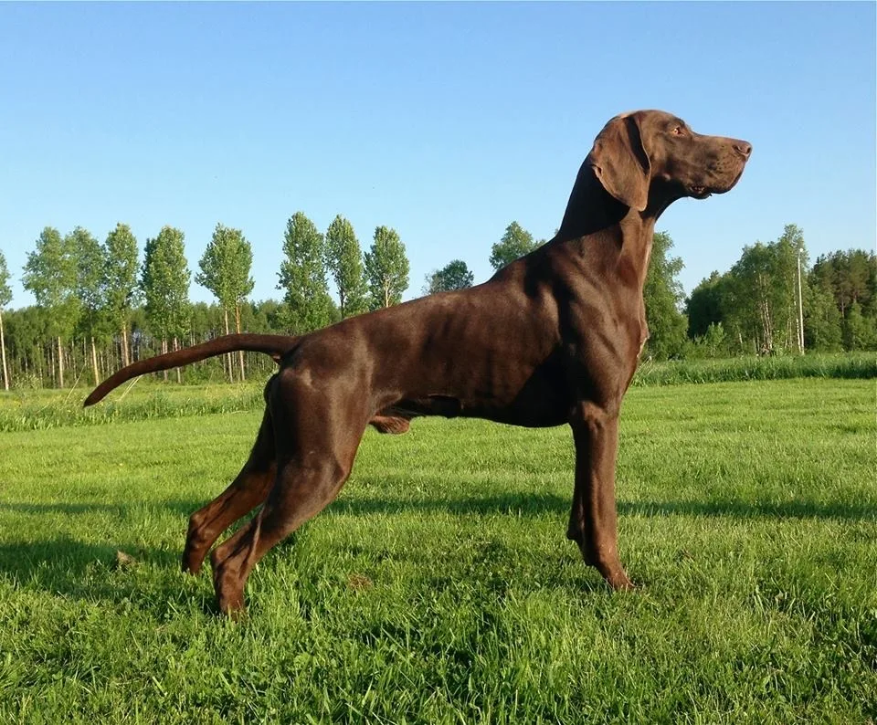 Altersundets Kennel - Västerbotten pet otel