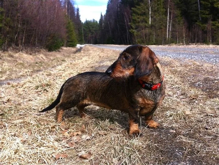 Altersundets Kennel - Västerbotten pet otel görseli 3