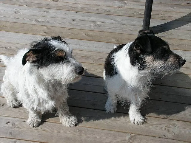 Bergsängarnas Hundpensionat - Västerbotten pet otel görseli 3