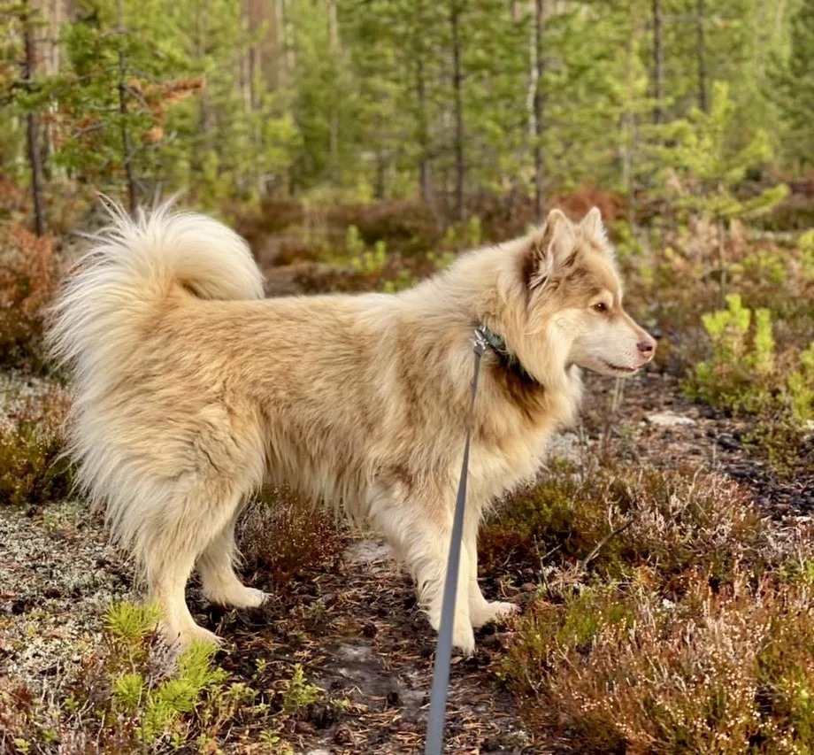 Hundpensionat in Sorsele - Västerbotten pet otel