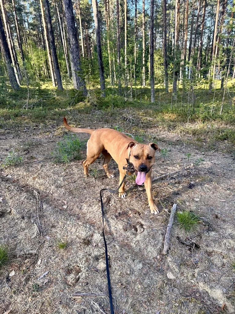 Hundpensionat in Sorsele - Västerbotten pet otel görseli 3
